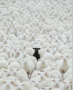 a herd of sheep standing next to each other in the middle of a large field