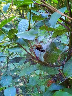 a spider in its web on the side of a leafy tree with green leaves