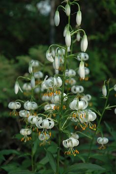 white flowers with yellow stamens are in the foreground and trees in the background