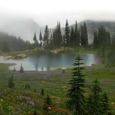 a small lake in the middle of a forest filled with trees and wildflowers