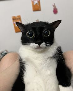 a black and white cat is sitting on someone's lap looking at the camera