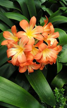 an orange flower with green leaves in the background