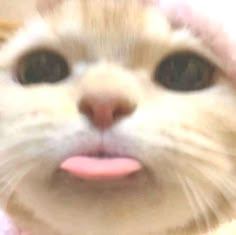 a close up of a cat with a pink hat on it's head and tongue sticking out