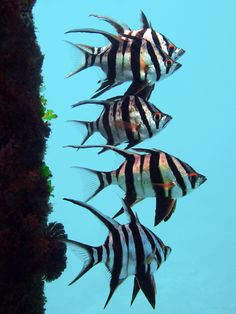 four black and white striped fish swimming in the blue water next to some corals