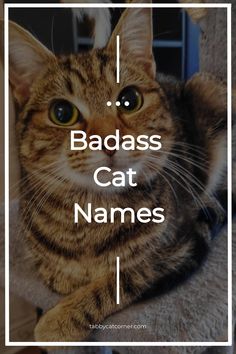 Unique Cat Names for 2024