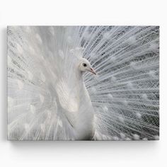 a white peacock with its feathers spread out