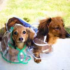 two dachshunds dressed up as doctors and nurses