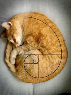 an orange cat sleeping on top of a basketball court in the shape of a circle