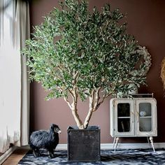 Artificial plant / artificial tree | Primrue 91" Artificial Olive Tree Tree in Free Standing Plastic | 91 H x 73 W x 10 D in | Wayfair | Home Decor Nordic Floor, Artificial Olive Tree, Faux Olive Tree, Red Vines, Silk Tree, Tree Tree, Faux Tree, Potted Trees, Artificial Tree