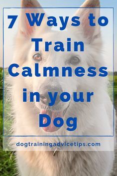 a white dog with its mouth open and the words 7 ways to train calmness in your dog