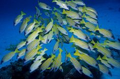 a large group of fish swimming in the ocean