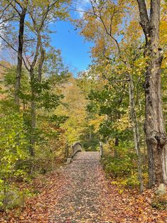 a path in the woods with lots of leaves on it