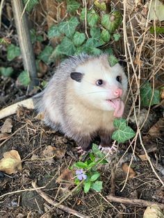 an opossmus sticking its tongue out while sitting on the ground in front of some plants