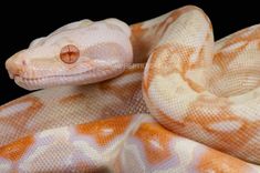 an orange and white snake with its head on the back of it's body