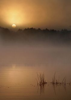 the sun is setting over some water with fog on it and reeds in the foreground