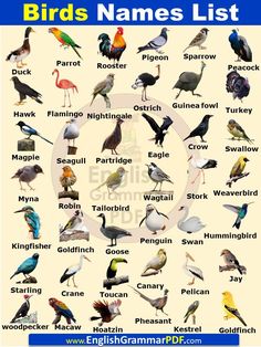 birds names list in english with pictures on them for kids and adults to learn how to read