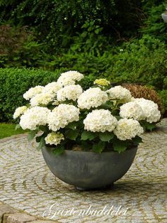 a potted plant with white flowers sitting on top of a stone table in front of some bushes