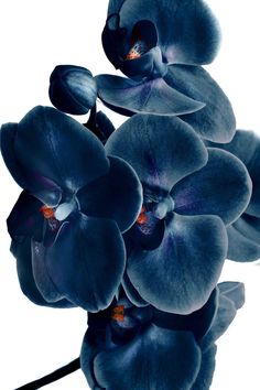 an image of blue orchids on a white background