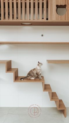 a cat sitting on top of a wooden step next to a stair case in a room