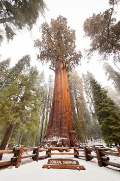 a large tree in the middle of a forest covered in snow and surrounded by wooden fences