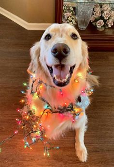 a dog is dressed up with christmas lights