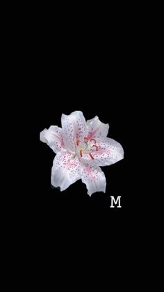 a white and pink flower with the word m in it's center on a black background