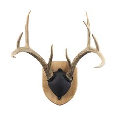 an antlers head mounted on the wall with a black leather ball hanging from it's side