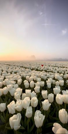 a field full of white tulips with the sun setting in the back ground