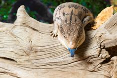 an animal that is sitting on top of a tree branch with it's mouth open