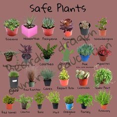 a poster with different types of succulents and plants in pots on it