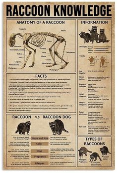 an old poster with animals and their skeleton