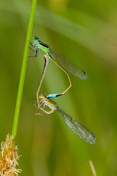 two blue and green dragonflies sitting on top of a plant