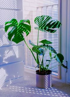 a houseplant in a pot on the floor next to a window with blinds