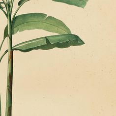 an illustration of a plant with large leaves