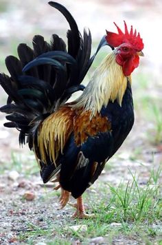 a rooster is standing in the grass with its feathers spread out and it's head turned