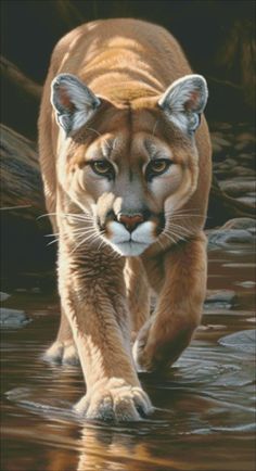 a painting of a mountain lion walking through water