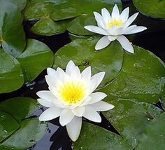 two white water lilies floating on top of green leaves