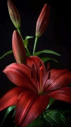 a red flower with green leaves in the dark