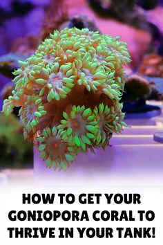 an image of corals with text overlaying how to get your corona coral to thriving in your tank