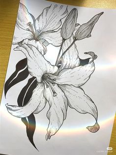 a drawing of a flower on a piece of paper with a rainbow in the background