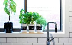 three potted plants sit on a window sill in front of a kitchen sink