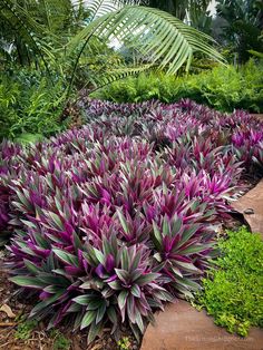 purple and green plants are growing in the garden