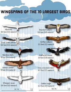 an image of birds flying in the sky with their wingspans and numbers on them