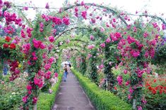 a person with an umbrella walking down a path in a garden filled with pink flowers