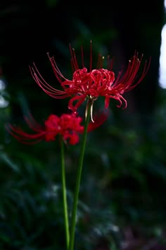 a red flower with long stems in the dark