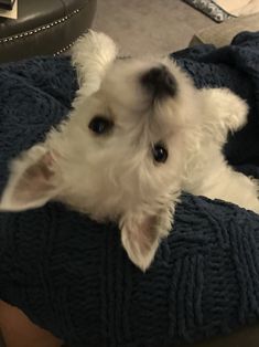 a small white dog laying on top of a blue blanket