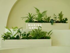 three white planters filled with green plants on top of a shelf next to the words marine green