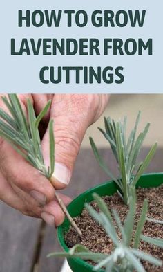 Propagating Lavender, Lavender Cuttings, Propagate Lavender, How To Propagate Lavender, Grow Lavender, Daily Ideas