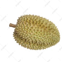 a durian fruit on a white background