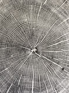 the inside of a tree trunk with lines in it